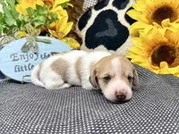 Peter shaded cream, a male Dachshund for sale in Floresville, TX – 4 of 8