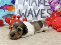 William dapple , a male Miniature Dachshund for sale in Floresville, TX – 4 of 7