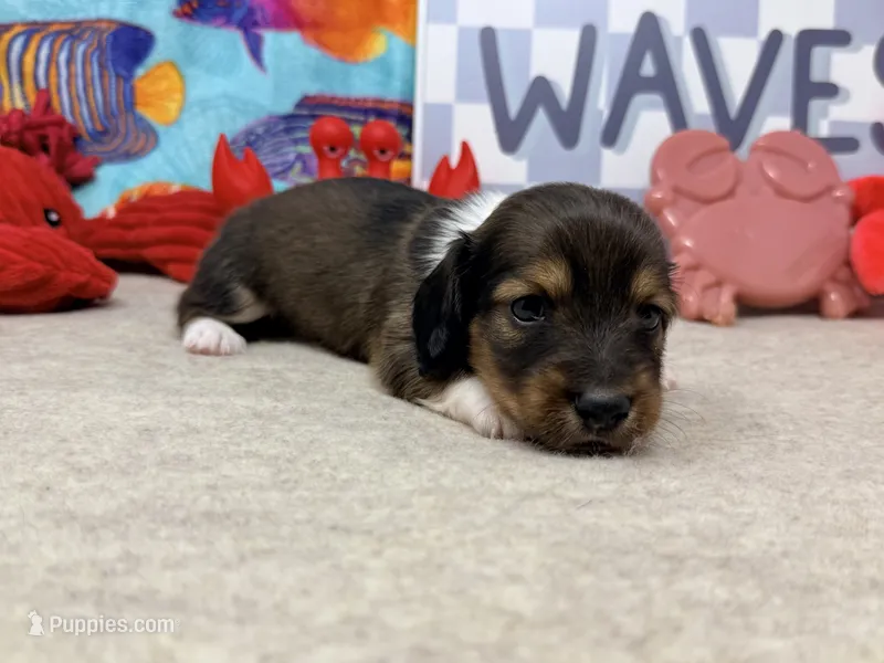 Harry tuxedo  – Dachshund puppy for sale in Floresville, TX