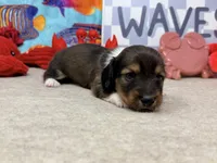 Harry tuxedo , a male Miniature Dachshund for sale in Floresville, TX – 1 of 7
