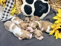 Tiny Tim shaded cream, a male Dachshund for sale in Floresville, TX – 6 of 7