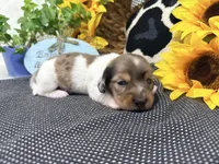 William dapple , a male Dachshund for sale in Floresville, TX – 6 of 8