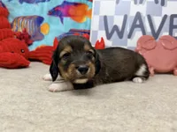 Harry tuxedo , a male Miniature Dachshund for sale in Floresville, TX – 3 of 7