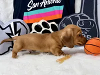 AKC red short hair , a male Dachshund for sale in Floresville, TX – 4 of 6