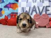 Tiny Tim shaded cream, a male Miniature Dachshund for sale in Floresville, TX – 4 of 7