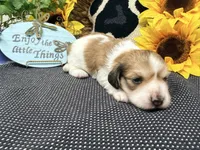 Jack shaded cream, a male Dachshund for sale in Floresville, TX – 3 of 7