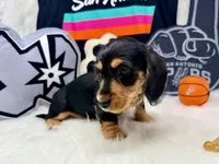 AKC black & tan wire hair, a male Dachshund for sale in Floresville, TX – 3 of 6