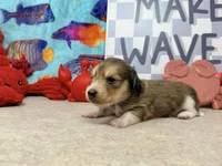 Tiny Tim shaded cream, a male Miniature Dachshund for sale in Floresville, TX – 1 of 7