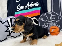 AKC black & tan wire hair, a male Dachshund for sale in Floresville, TX – 2 of 6