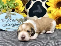 Jack shaded cream, a male Dachshund for sale in Floresville, TX – 2 of 7