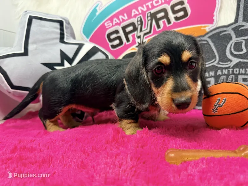 AKC black & tan wire hair – Dachshund puppy for sale in Floresville, TX