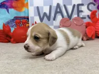 Peter shaded cream, a male Miniature Dachshund for sale in Floresville, TX – 4 of 7