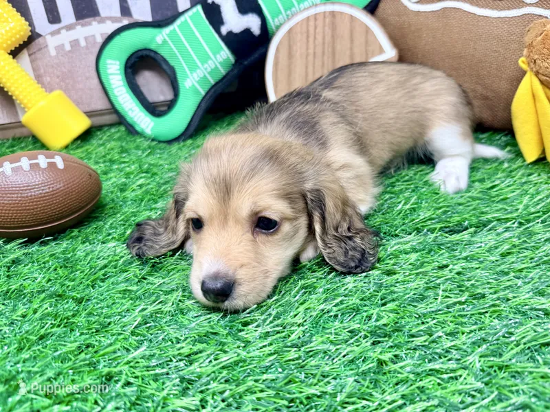 Tiny Tim shaded cream – Miniature Dachshund puppy for sale in Floresville, TX