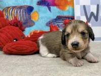 Tiny Tim shaded cream, a male Miniature Dachshund for sale in Floresville, TX – 5 of 7