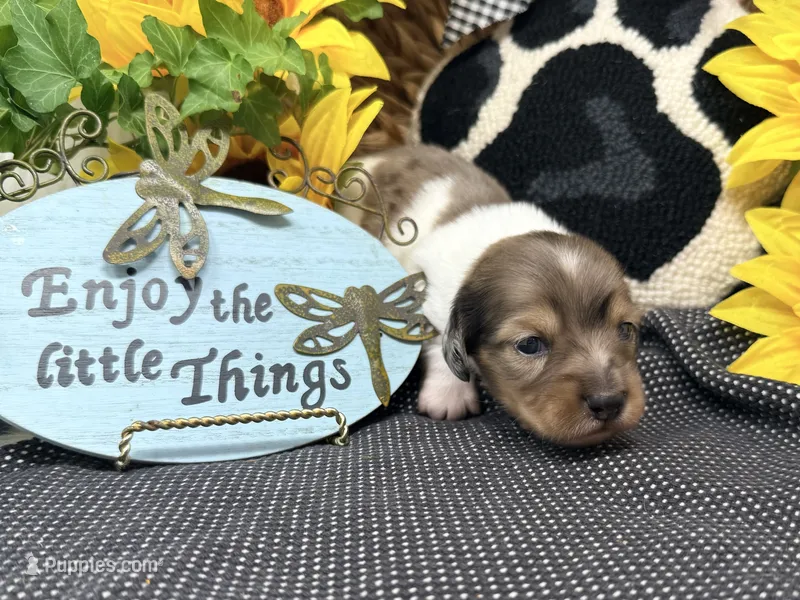 William dapple  – Dachshund puppy for sale in Floresville, TX