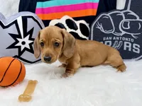 AKC red short hair , a male Dachshund for sale in Floresville, TX – 6 of 6