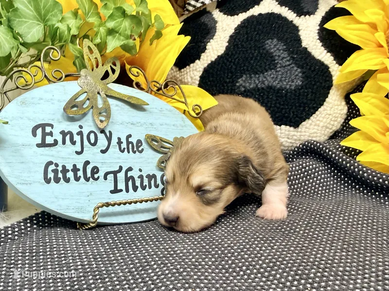 Tiny Tim shaded cream – Dachshund puppy for sale in Floresville, TX