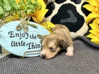 Tiny Tim shaded cream, a male Dachshund for sale in Floresville, TX – 1 of 7