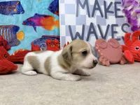 Peter shaded cream, a male Miniature Dachshund for sale in Floresville, TX – 5 of 7