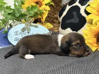 Harry tuxedo , a male Dachshund for sale in Floresville, TX – 2 of 8