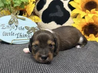Harry tuxedo , a male Dachshund for sale in Floresville, TX – 6 of 8