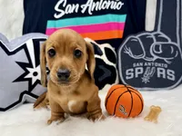 AKC red short hair , a male Dachshund for sale in Floresville, TX – 2 of 6