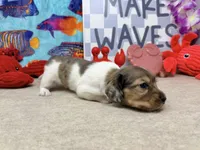 William dapple , a male Miniature Dachshund for sale in Floresville, TX – 5 of 7