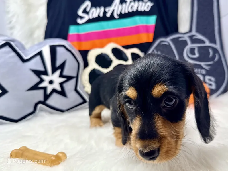 AKC black & tan wire hair – Dachshund puppy for sale in Floresville, TX
