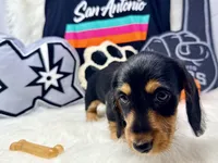 AKC black & tan wire hair, a male Dachshund for sale in Floresville, TX – 1 of 6