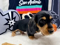 AKC black & tan wire hair, a male Dachshund for sale in Floresville, TX – 5 of 6