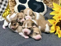Jack shaded cream, a male Dachshund for sale in Floresville, TX – 6 of 7