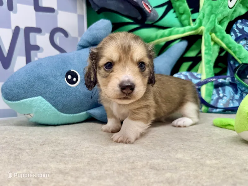 Tiny Tim shaded cream – Miniature Dachshund puppy for sale in Floresville, TX