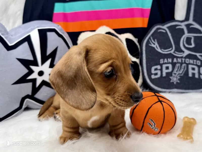 AKC red short hair  – Dachshund puppy for sale in Floresville, TX