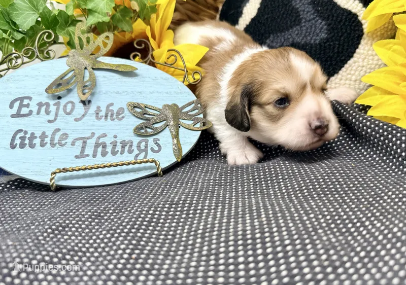 Jack shaded cream – Dachshund puppy for sale in Floresville, TX