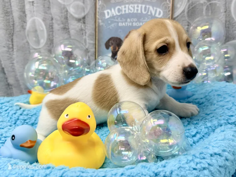 Peter shaded cream – Miniature Dachshund puppy for sale in Floresville, TX