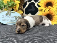William dapple , a male Dachshund for sale in Floresville, TX – 2 of 8