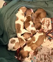 Jack shaded cream, a male Dachshund for sale in Floresville, TX – 7 of 7