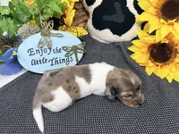 William dapple , a male Dachshund for sale in Floresville, TX – 5 of 8