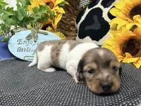 William dapple , a male Dachshund for sale in Floresville, TX – 4 of 8