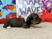 Harry tuxedo , a male Miniature Dachshund for sale in Floresville, TX – 4 of 7