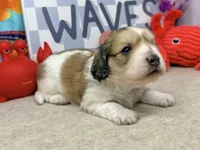 Jack shaded cream, a male Miniature Dachshund for sale in Floresville, TX – 2 of 7