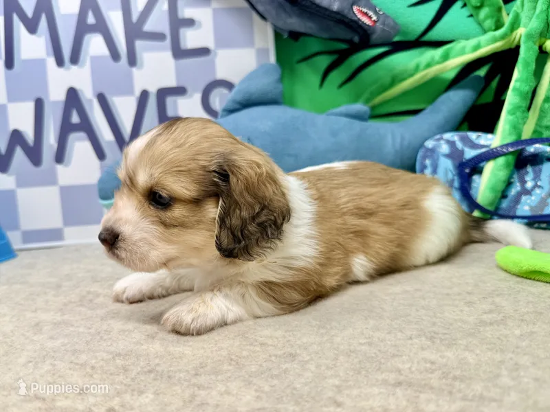 Jack shaded cream – Miniature Dachshund puppy for sale in Floresville, TX