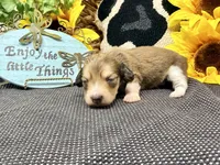 Tiny Tim shaded cream, a male Dachshund for sale in Floresville, TX – 5 of 7