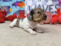 William dapple , a male Miniature Dachshund for sale in Floresville, TX – 3 of 7