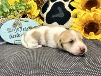 Peter shaded cream, a male Dachshund for sale in Floresville, TX – 3 of 8