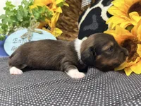 Harry tuxedo , a male Dachshund for sale in Floresville, TX – 3 of 8