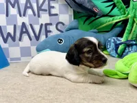 Kate extreme, a female Miniature Dachshund for sale in Floresville, TX – 2 of 5