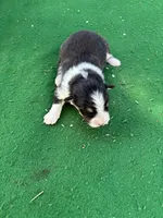 Teddy, a male Australian Shepherd for sale in Hubbard, IA – 4 of 4