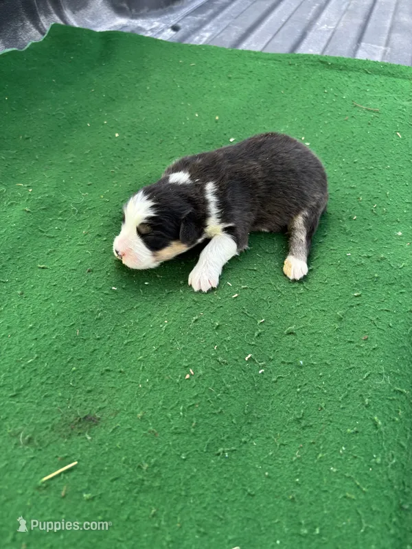 Buster – Australian Shepherd puppy for sale in Hubbard, IA