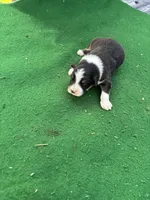 Roscoe, a male Australian Shepherd for sale in Hubbard, IA – 1 of 4